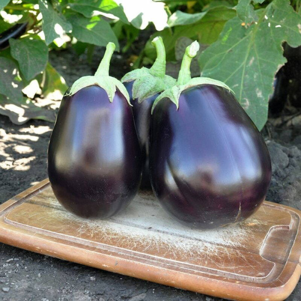 Eggplant seeds «Galine» F1