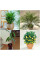 Fertilizer for non-flowering plants - 10 grams