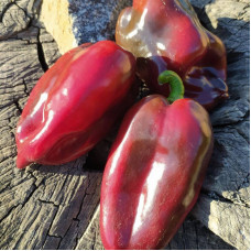 Hot pepper seeds «Hungarian black»