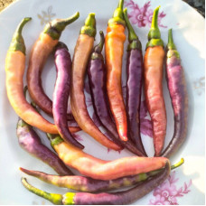 Hot pepper seeds «Buena Mulata»