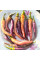 Hot pepper seeds «Buena Mulata»