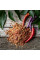 Hot pepper seeds «Buena Mulata»