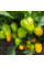 Hot pepper seeds «Habanero orange apple»
