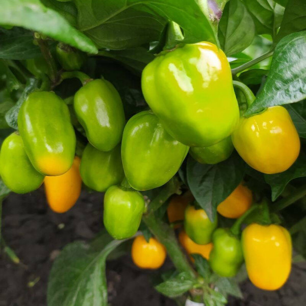 Hot pepper seeds «Habanero orange apple»