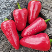 Hot pepper seeds «Jalapeno Casablanca»