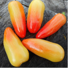 Hot pepper seeds «Jalapeno white»
