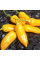 Hot pepper seeds «Aji Habanero»