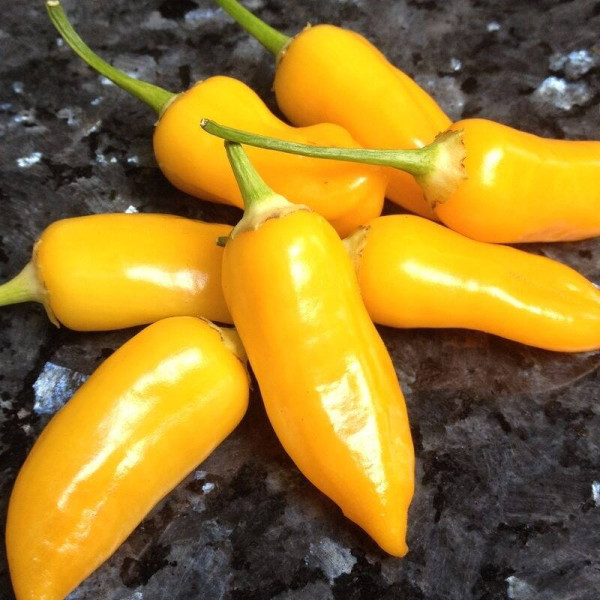 Hot pepper seeds «Aji Habanero»