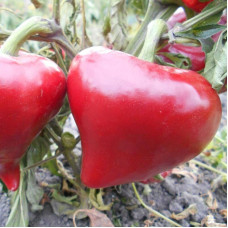 Sweet pepper seeds «Lesya»