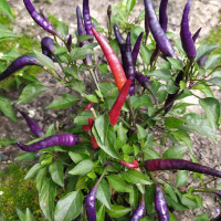 Hot pepper seeds «Masquerade»