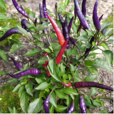 Hot pepper seeds «Masquerade»