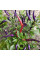 Hot pepper seeds «Masquerade»