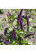 Hot pepper seeds «Masquerade»