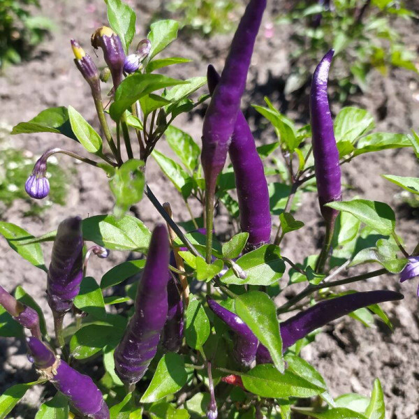 Hot pepper seeds «Masquerade»