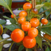 Hot pepper seeds «Sea b​​​uckthorn»