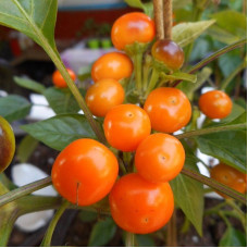 Hot pepper seeds «Sea b​​​uckthorn»