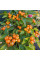 Hot pepper seeds «Sea b​​​uckthorn»