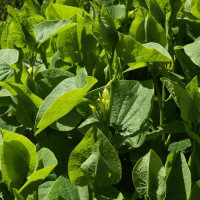 Birthwort seeds