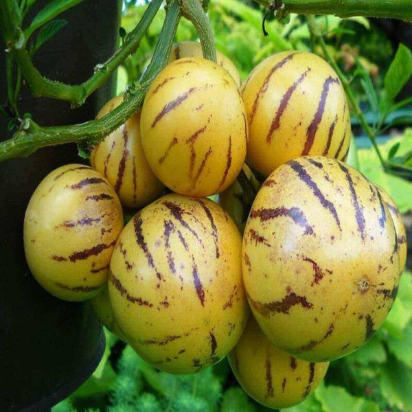 Насіння пепіно
