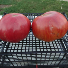 Tomato seeds «Slankard's»