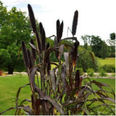 African pennisetum (millet) seeds «Purple miracle»