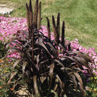 African pennisetum (millet) seeds «Purple Baron»