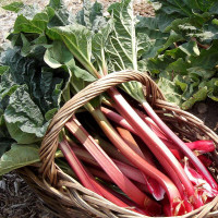 Rhubarb seeds «Leader»