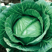 Cabbage seeds «Stone head»
