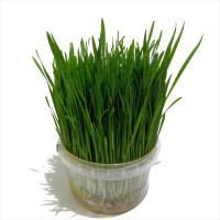 Grass seeds for cats «Standard»