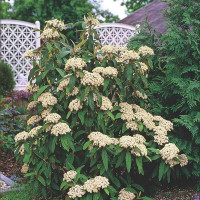 Leatherleaf viburnum seeds