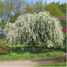 Manchurian crab apple seeds