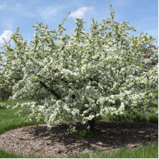 Siebold apple seeds