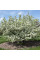 Siebold apple seeds
