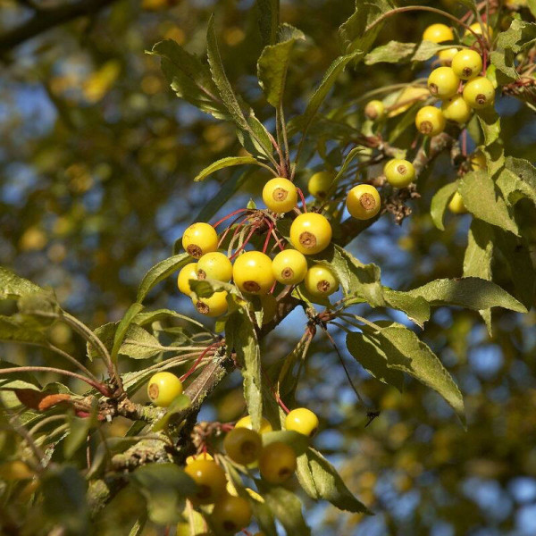 Siebold apple seeds