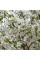 Siebold apple seeds