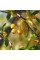 Siebold apple seeds