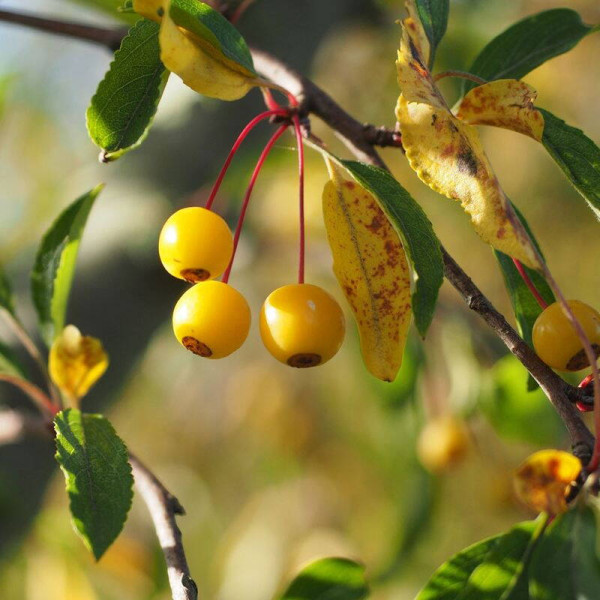 Siebold apple seeds