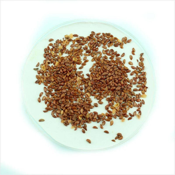 Siebold apple seeds
