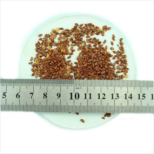 Siebold apple seeds