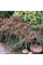Cotoneaster horizontalis seeds