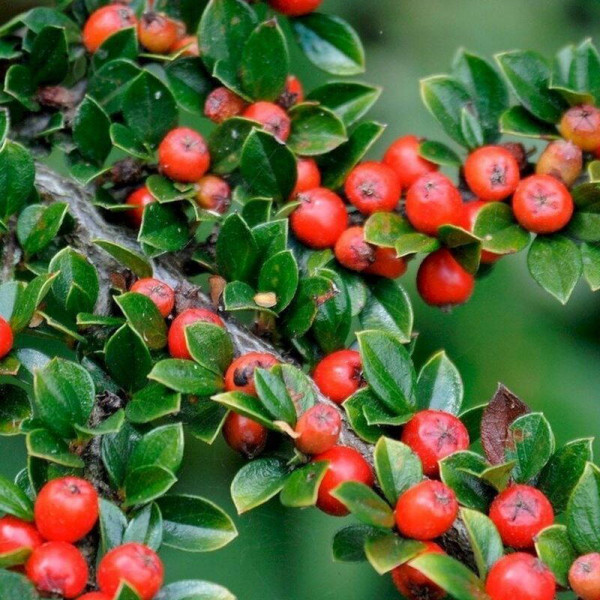 Cotoneaster horizontalis seeds