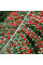 Cotoneaster horizontalis seeds