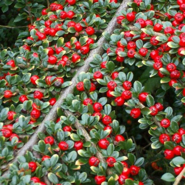 Cotoneaster horizontalis seeds