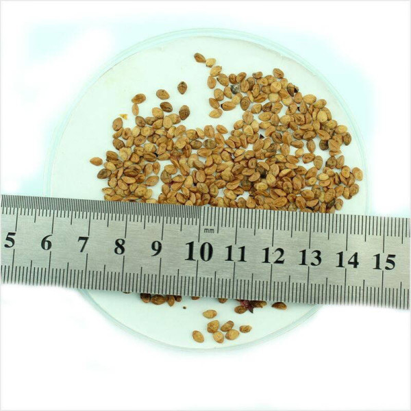Cotoneaster horizontalis seeds