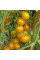 Tomato seeds «Orange caviar»