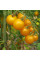 Tomato seeds «Orange caviar»