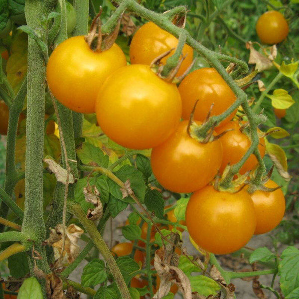 Tomato seeds «Orange caviar»