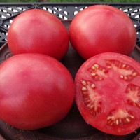 Tomato seeds «Tapi Tom»