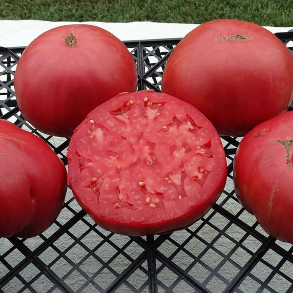 Tomato seeds «Amish potato leaf»