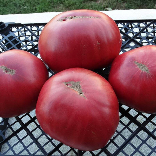 Tomato seeds «Amish potato leaf»